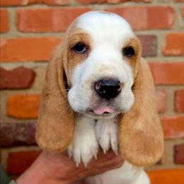 Imani - Lemon and white female Basset Hound puppy in Bellaire, Ohio from Blessed Bassets
