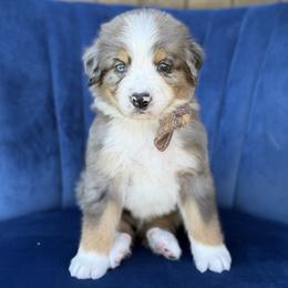 Baron UNFURNISHED - Blue merle male Bernedoodle puppy in Bellville, Ohio from Bernedoodle Buddies