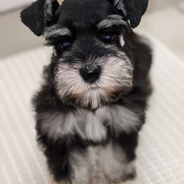 Miniature Schnauzer Puppies from Pawesome Pups