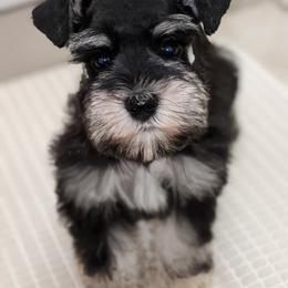 Miniature Schnauzer Puppies from Pawesome Pups