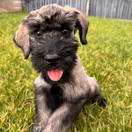 Pepper and salt, Boy 2 - Blue Collar - Pepper and salt male Giant Schnauzer puppy in St George, Utah from Schnauzer Ranch
