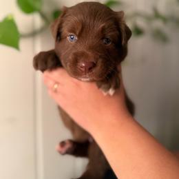Beth - Red & white female Australian Shepherd puppy in Dunn, North Carolina from The Dogs of Working Aussies Homestead