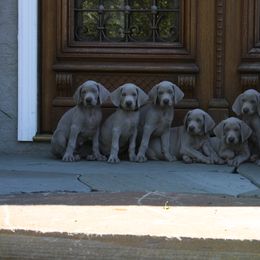 Weimaraner Puppies from Simpatico