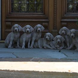 Weimaraner Puppies from Simpatico