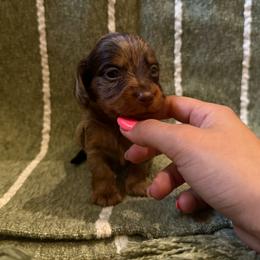 Finnegan - Dapple male Dachshund puppy in Ridgeville, Indiana from McCord’s Standard Aussies