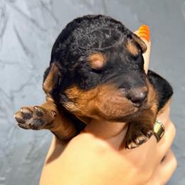 Miss Yellow - Black and tan female Airedale Terrier puppy in Mooresville, North Carolina from Farm 55
