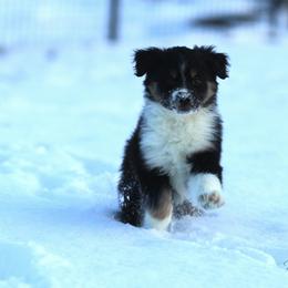 Biggs - Puppy 8 - Black tri male Miniature American Shepherd puppy in Ellensburg, Washington from Wiggle Rump Ranch