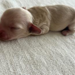Moe - Cream male Dachshund puppy in Sebring, Florida from Mini Weenies