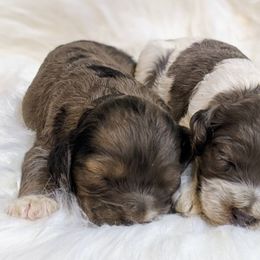 Cockapoo Puppies from Utah Cocker Spaniels