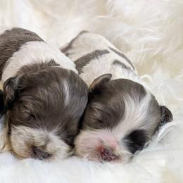 Cockapoo Puppies from Utah Cocker Spaniels
