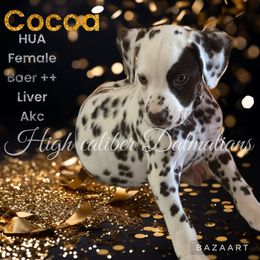 Cocoa - White and liver brown Dalmatian puppy in Pocatello, Idaho from High Caliber Dalmatians