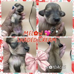 Melon - Cream - 2500 - Cream female Dachshund puppy in Pueblo, Colorado from HotDachs