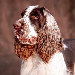 English Springer Spaniels from Bristol’s Southern Spaniels