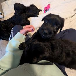 Giant Schnauzer Puppies from Princess Vivi Giant Schnauzer