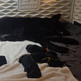 Green collar - Black male German Shepherd puppy in Central Florida, Florida from Kaleidoscope German Shepherds