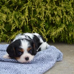 William - Tri-color male Cavalier King Charles Spaniel puppy in Resaca, Georgia from Freeman's Royal Cavaliers