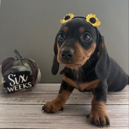 Evangeline - AKC - Black and tan female Dachshund puppy in Miami, Florida from Oscar's Dachshunds