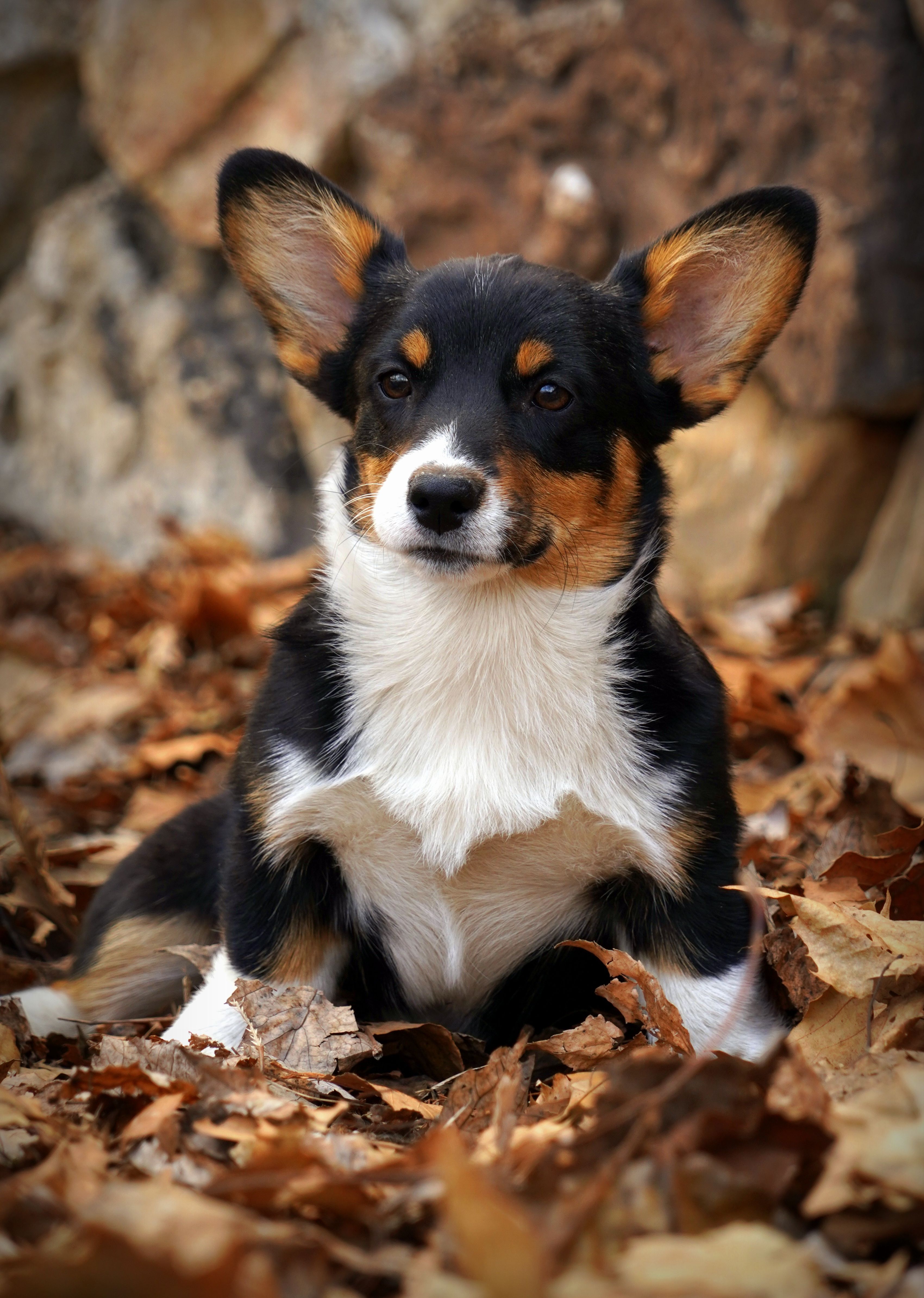 Royal store ridge corgis