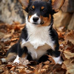 Pembroke Welsh Corgi Puppies from Royal Ridge Corgis