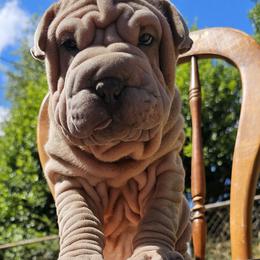 Chinese Shar-Pei Puppies from Zoey's Waggly Tails