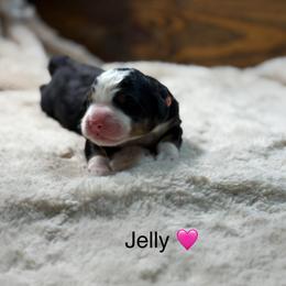 Jelly - Tri-color female Bernedoodle puppy in El Campo, Texas from Little Fur Friends Bernedoodles