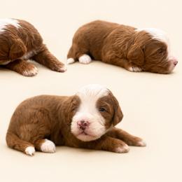 Finn - Red male Bernedoodle puppy in Temecula, California from Country Hills Doodles
