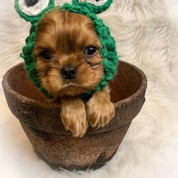 Cavalier King Charles Spaniel Puppies from Heaven Sent Cavaliers