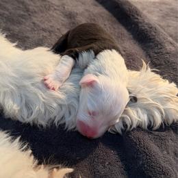 Nova - Gray and white female Old English Sheepdog puppy in Carthage, Illinois from Rainbow Acres Old English Sheepdogs