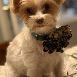 Lola - Yorkshire Terrier