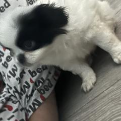 Rex - White and black male Japanese Chin puppy in Connecticut from Lissette's pups chins and bullies