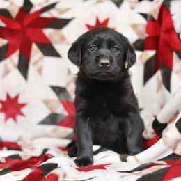 Female two - Black female Labrador Retriever puppy in Williamston, Sc, South Carolina from Dutton Dog Co & Dalla Grazia Doberman