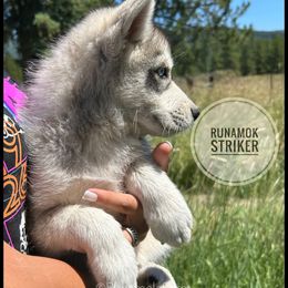 Runamok Lightning Strike - Silver and white male Pomsky puppy in St. Maries, Idaho from Runamok Farm