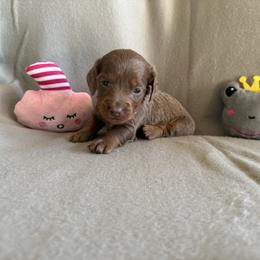 Isabella and tan - Fawn (isabella) and tan female Dachshund puppy in Mount Vernon, Ohio from Double A Dachshunds