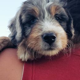Bernedoodle and Goldendoodle Puppies from Stony Meadow Puppies