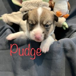 Pudge - Pembroke Welsh Corgi puppy in Fallbrook, California from Le Rêve Corgis