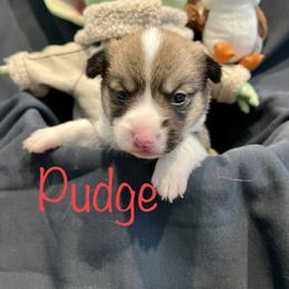 Pudge - Pembroke Welsh Corgi puppy in Fallbrook, California from Le Rêve Corgis