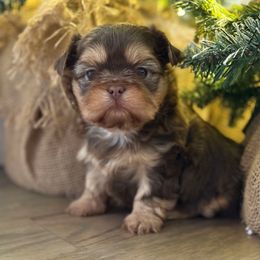 Gigi - Chocolate and tan female Shih Tzu puppy in Rockville Centre, New York from Magnolia Tzus