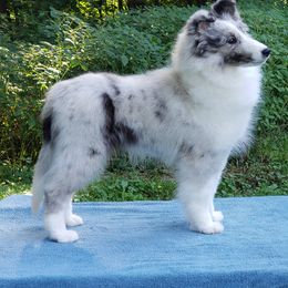 Bulldog and Shetland Sheepdog Puppies from Smooch-A-Bulls English Bulldogs & M&M Shelties