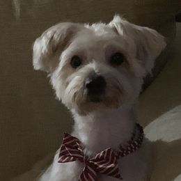 Papas  - Yorkshire Terrier