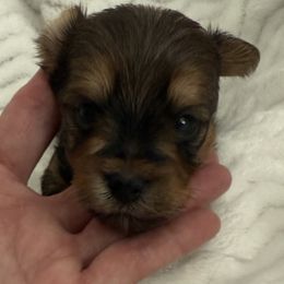 Gold - Black and gold male Yorkshire Terrier puppy in Lexington, North Carolina from Silver Valley Yorkies