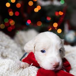 Aussiedoodle and Australian Mountain Doodle Puppies from Farmstead Doodles