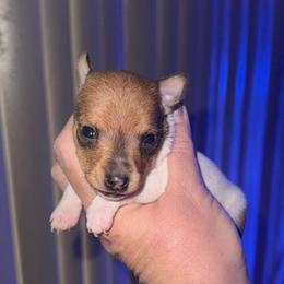 Pup A - White and tan male Toy Fox Terrier puppy in Clermont, Florida from Debbie Hiles's Toy Fox Terriers