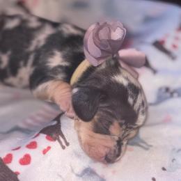Prince - Dapple male Dachshund puppy in Saint Paul, Minnesota from Vibrant Eyes Doxies