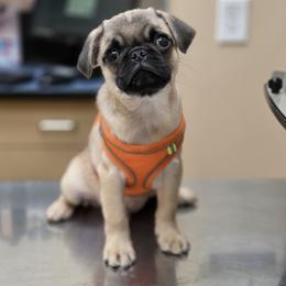 Waffle - Fawn male Pug puppy in Cincinnati, Ohio from Pugs513