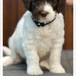 Mister Black - Chocolate male Australian Labradoodle puppy in Wake Forest, North Carolina from Lucky Country Labradoodles