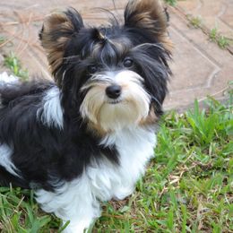 Biewer Terriers and French Bulldogs from Royal Biewer and Bubblegum Frenchies