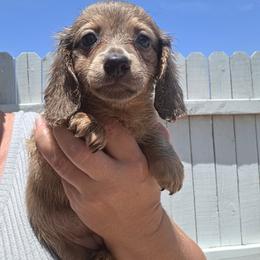 Blue Bell - Cream female Dachshund puppy in El Paso, Texas from Mells Weenies