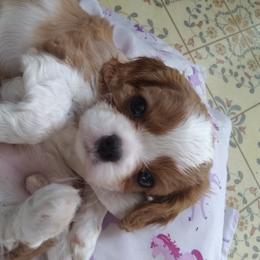 Cavalier King Charles Spaniel Puppies from Majestic Cavaliers