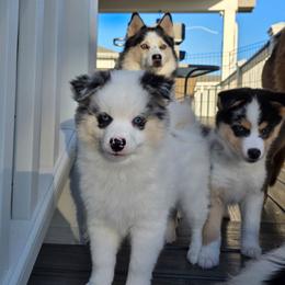 Captain - Merle male Pomsky puppy in Spokane, Washington from CJ White's Poms and Pomskies