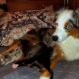 Toy Australian Shepherd puppies from High Desert Companions